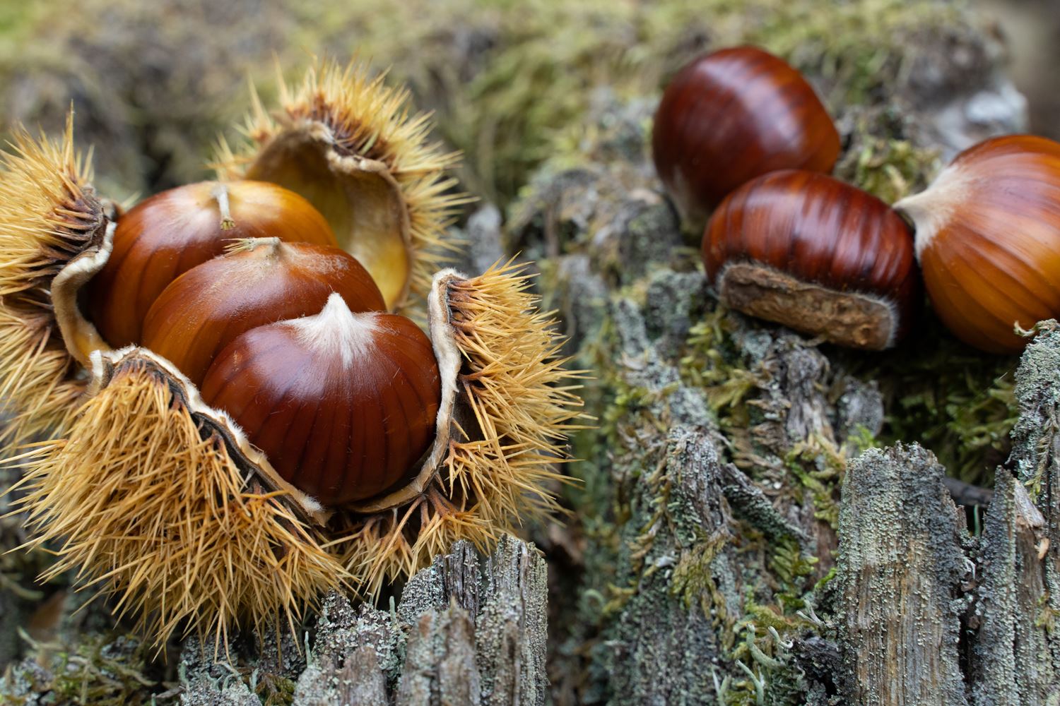 isola d'elba ottobre castagne