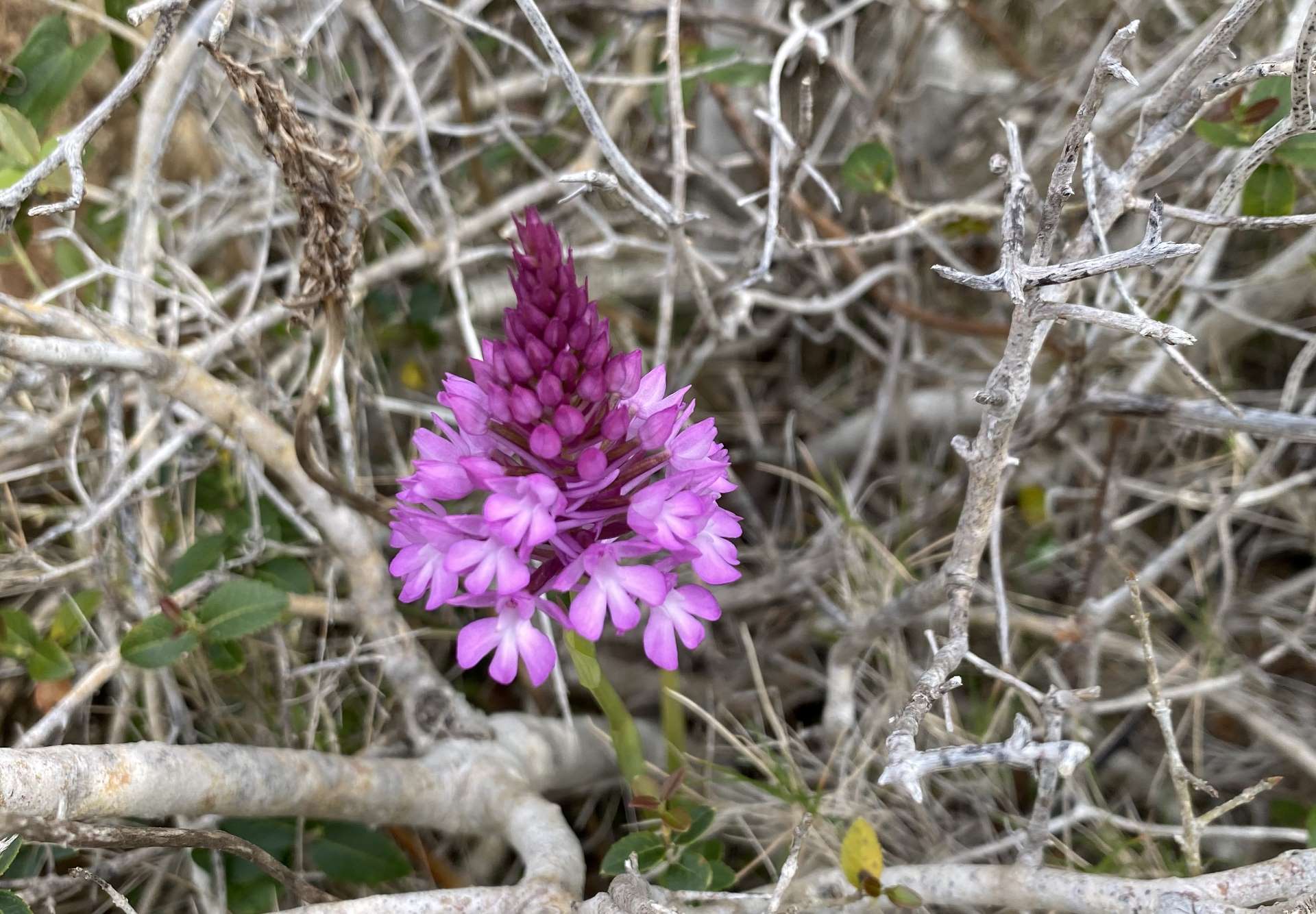 orchideapyramidalis elba rid