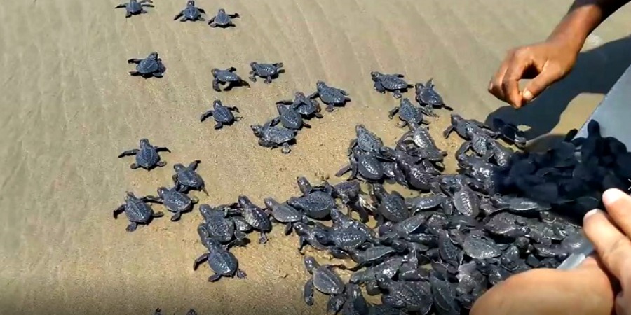 tartarughe liberate spiaggia 